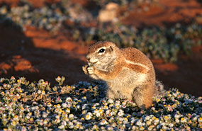 Kap-Borstenhörnchen o. Erdhörnchen (Xerus inauris)