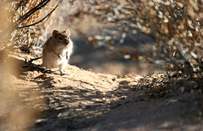 Striemengrasmaus (Rhabdomys pumilio)