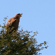 Raubadler (Aquila rapax)