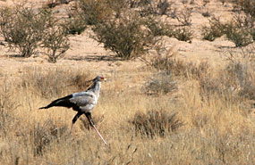 Sekretärvogel (Sagittarius serpentarius)