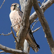 Lannerfalke (Falco biarmicus)