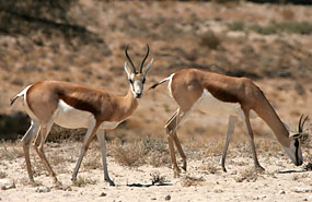 Springböcke (Antidorcas marsupialis)