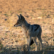 Schabrackenschakal (Canis mesomelas)