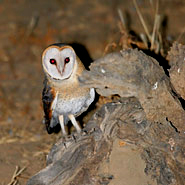 Schleiereule (Tyto alba)