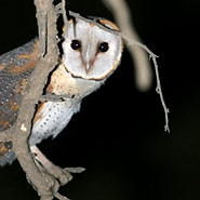 Schleiereule (Tyto alba)