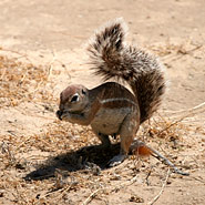 Kap-Borstenhörnchen o. Erdhörnchen (Xerus inauris)