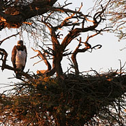 Kampfadler (Polemaetus bellicosus)