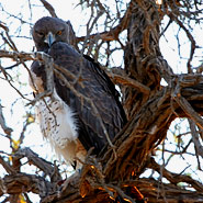 Kampfadler (Polemaetus bellicosus)