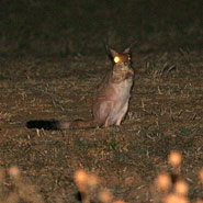 Springhase (Pedetes capensis)