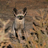 Löffelhund (Otocyon megalotis) 