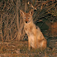 Kapfuchs (Vulpes chama)