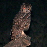 Fleckenuhu (Bubo africanus)