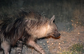Braune Hyäne (Hyaena brunnea)