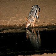 Schabrackenschakal (Canis mesomelas)