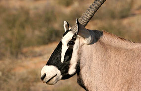 Oryxantilope oder Gemsbok (Oryx gazella)