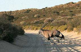 Oryxantilope oder Gemsbok (Oryx gazella)