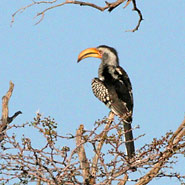 Gelbschnabeltoko (Tockus leucomelas)