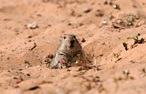 Brants' Pfeifratte (Parotomys brantsii)