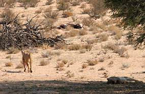 Löwen (Panthera leo)