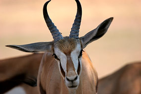 Springbock (Antidorcas marsupialis)