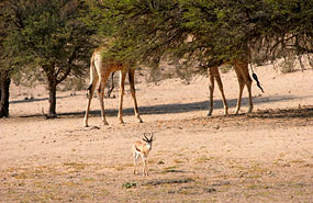 Giraffen und Springbock