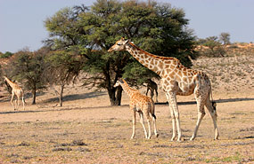 Giraffen (Giraffa camelopardalis)