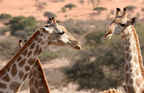 Giraffen (Giraffa camelopardalis)