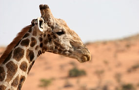 Giraffe (Giraffa camelopardalis)