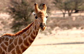 Giraffe (Giraffa camelopardalis)