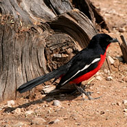 Rotbauchwürger (Laniarius atrococcineus)