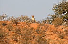 Löwe (Panthera leo)