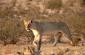 Löwe (Panthera leo)