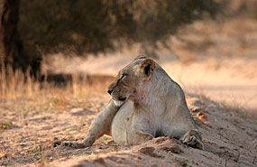 Löwe (Panthera leo)