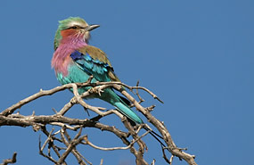 Gabelracke (Coracias caudata)