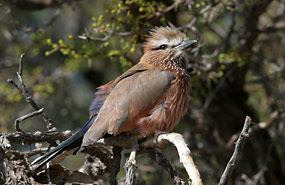 Strichelracke (Coracias naevia)