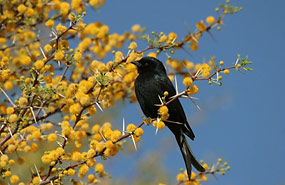 Trauerdrongo (Dicrurus adsimilis)