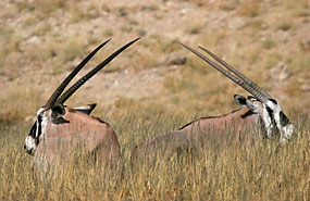 Oryxantilope oder Gemsbok (Oryx gazella)