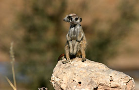 Erdmännchen (Suricata suricatta)