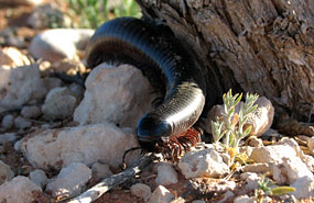 Giant Millipede (Archispirostreptus spp.)