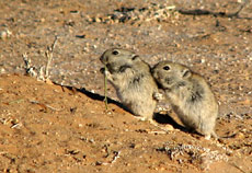 Brants' Pfeifratte (Parotomys brantsii)