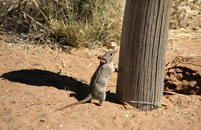 Striemengrasmaus (Rhabdomys pumilio)