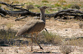 Riesentrappe (Ardeotis kori)