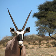 Oryxantilope oder Gemsbok (Oryx gazella)