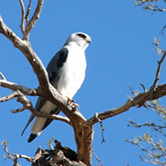 Gleitaar (Elanus coeruleus)