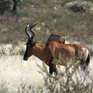 Kuhantilope (Alcelaphus buselaphus)