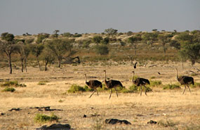 Strauße (Struthio camelus)