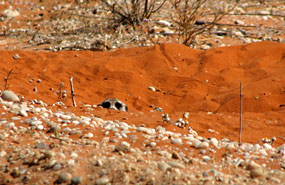 Erdmännchen (Suricata suricatta)