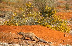 Kap-Borstenhörnchen o. Erdhörnchen (Xerus inauris)