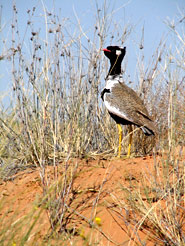 Gackeltrappe (Eupodotis afra)