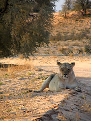 Löwe (Panthera leo)